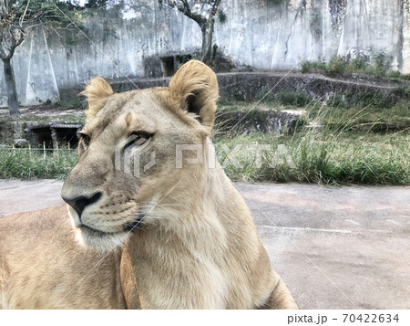 動物 メスライオン 怖い顔 肉食の写真素材