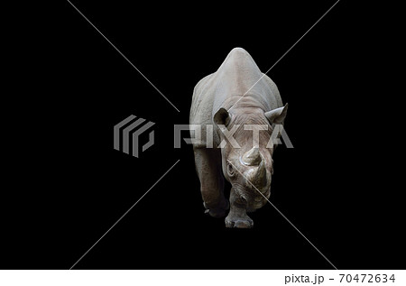 動物 サイ 正面 哺乳類の写真素材