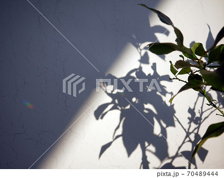 壁 夕日 観葉植物 影の写真素材