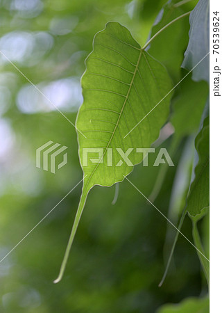 天竺菩提樹 葉の写真素材