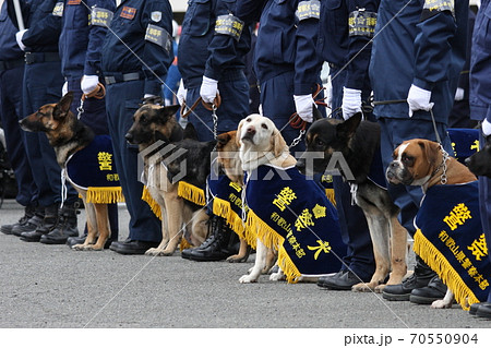 警察犬の写真素材