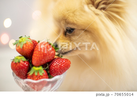苺 いちご 犬 ポメラニアンの写真素材 - PIXTA