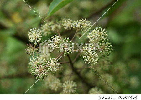 ウドの大木の写真素材