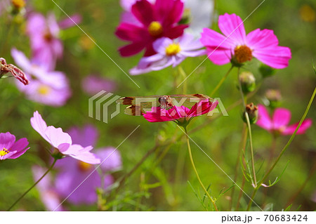 コスモス とんぼ 風景 花畑 かわいいの写真素材