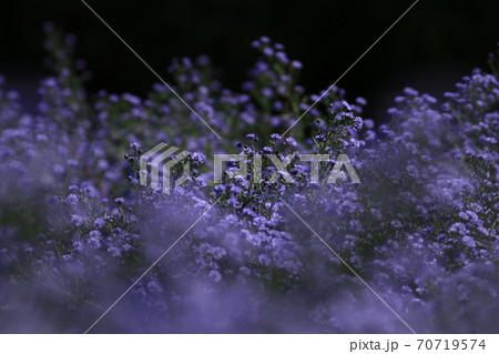アスター 花 アップ 紫色の写真素材