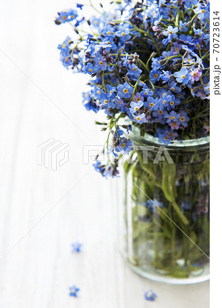 ワスレナグサ 可愛い花 勿忘草 綺麗な花の写真素材