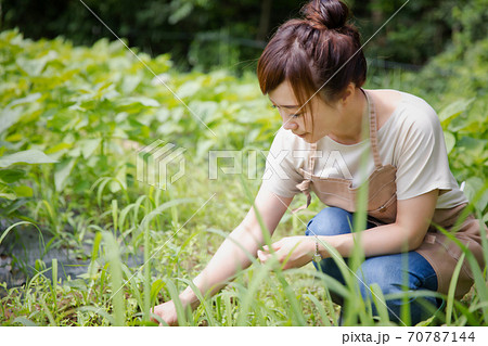 草取り 草むしり 人物 女性の写真素材 - PIXTA