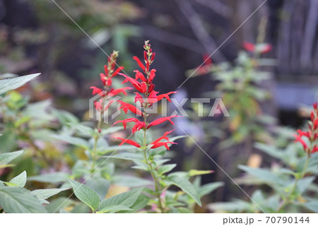 パイナップルセージ ハーブ 赤い花 植物の写真素材