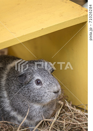 愛らしい多摩動物公園のモルモット の写真素材