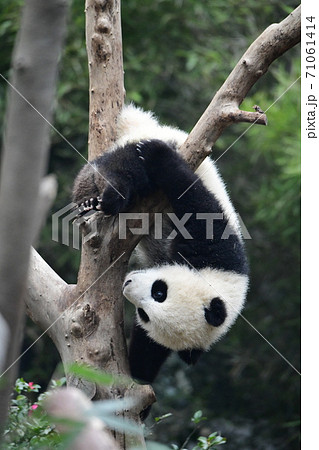 かわいい 絶滅危惧種 逆さ ジャイアントパンダの写真素材