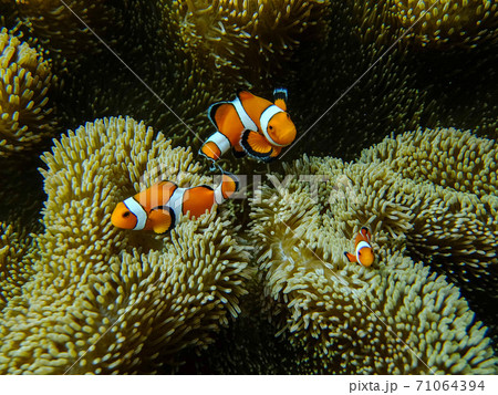 カクレクマノミ イソギンチャク 魚 亜熱帯の写真素材