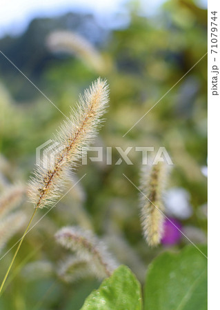 雑草 猫じゃらし 植物 緑色 葉 毛の写真素材