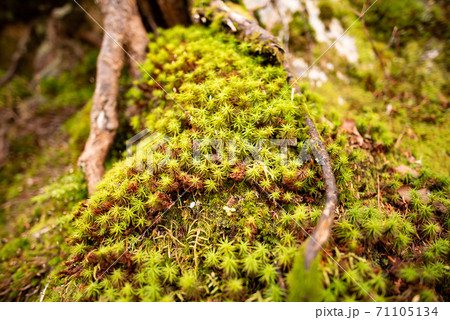 コケ 植物の写真素材