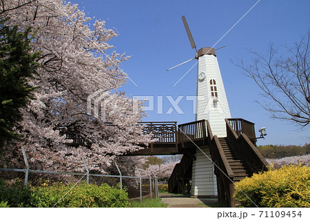 さいたま市 市民の森 風車 桜の写真素材 Pixta