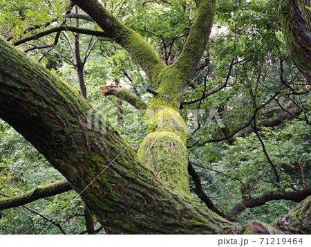 苔 木の写真素材