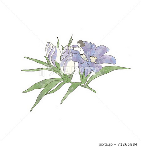 りんどうのイラスト素材