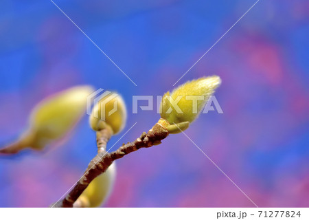 ハクモクレンのつぼみの写真素材