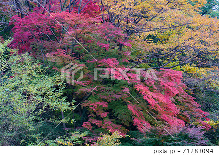 須賀川 紅葉 葉の写真素材