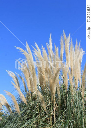 ススキ すすき パンパスグラス 西洋ススキの写真素材