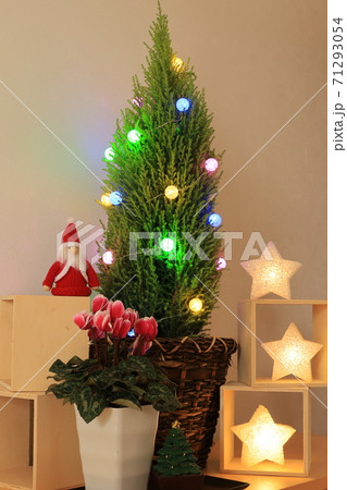 ゴールドクレスト クリスマスツリーの写真素材