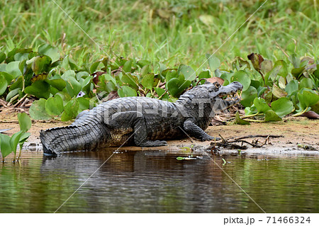 パラグアイカイマンの写真素材