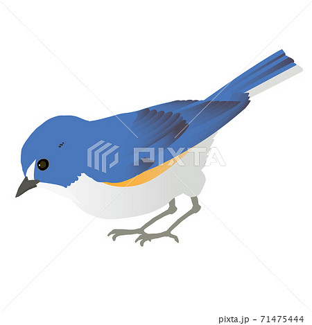 日本のかわいい小鳥 ルリビタキのベクターイラストのイラスト素材