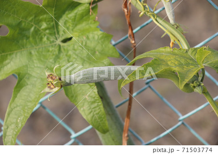 葉 植物 ヘチマの写真素材