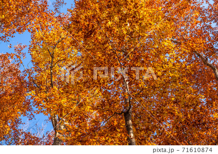 美人林紅葉の写真素材