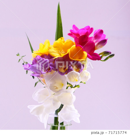 フリージア 花束の写真素材
