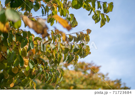 紅葉 桂 カツラ 植物 風景 樹木 秋の写真素材