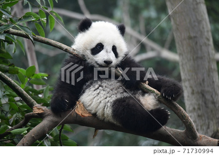 パンダ 木登り かわいい 動物の写真素材