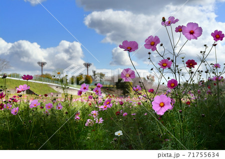 コスモス コスモス畑 希望ヶ丘公園 小美玉市の写真素材