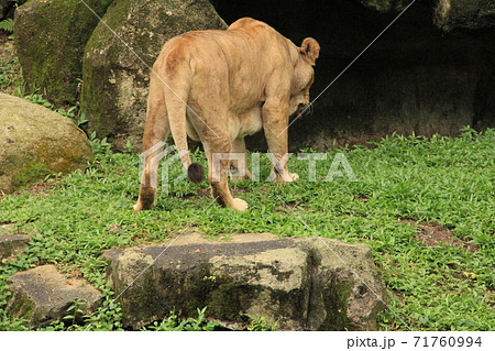 後姿 ライオン 肉食動物 サファリの写真素材