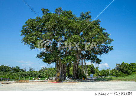 バニヤンの木の写真素材