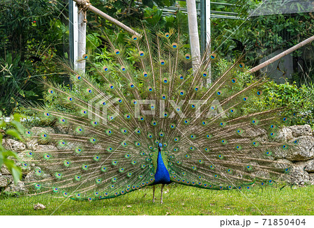 ピーコック 鳥の写真素材