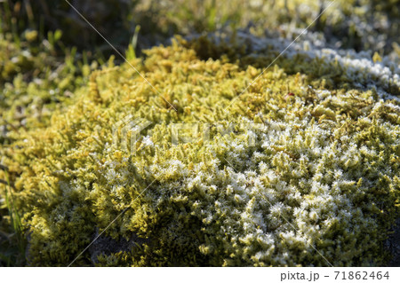 植物 苔 スギゴケ 花の写真素材