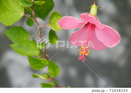 石垣島の花の写真素材