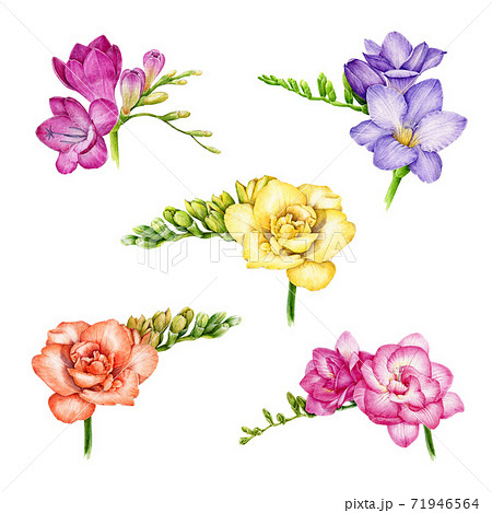 フリージア 花のイラスト素材