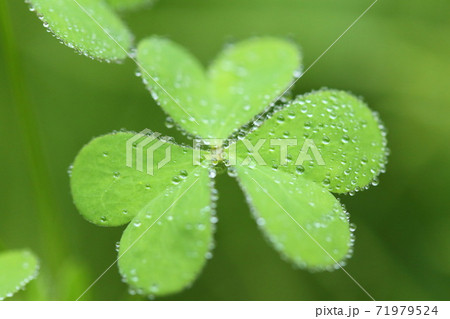 クローバー 雫 グリーン 雑草の写真素材