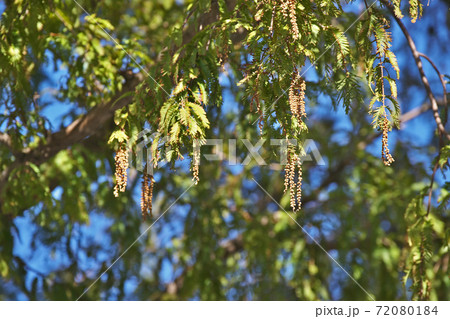 花 メタセコイア 雄花 植物の写真素材