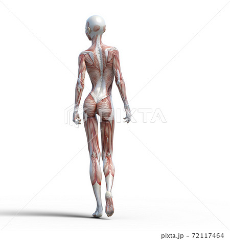 ヌード 人体 女性 筋肉のイラスト素材
