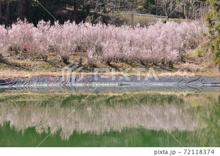 生け花用桜の写真素材