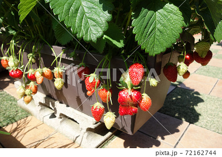 家庭菜園 プランター栽培のおうちでイチゴ狩りの写真素材