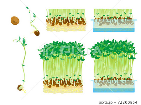 野菜 豆苗 イラスト 緑のイラスト素材