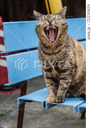 大あくびの写真素材 大あくびの写真素材