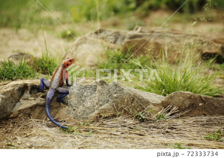 ムワンザの写真素材