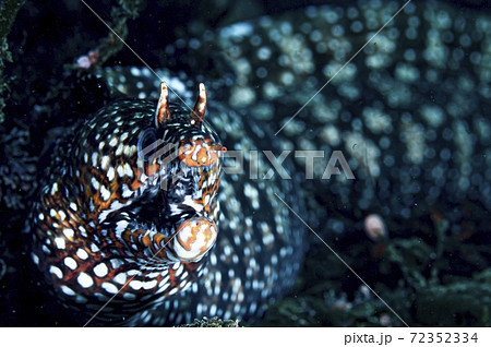 ウツボ 水中 Underwater 館山の写真素材