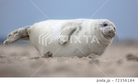 アザラシ かわいい クローズアップ 白背景の写真素材