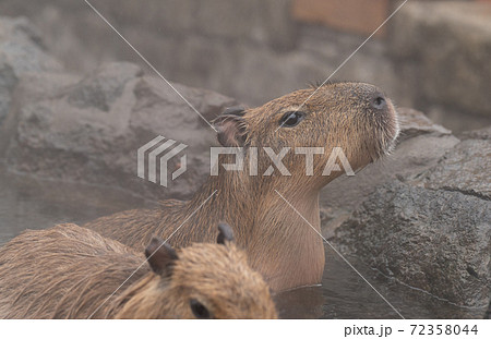 カピバラ温泉の写真素材