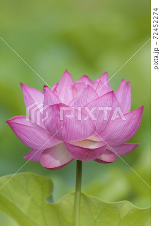 凛とした花の写真素材